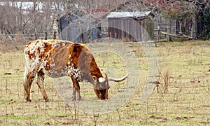 Texas Longhorn photo