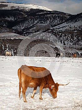 Texas Longhorn