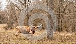 Texas Longhorn beef cattle cow standing broadside in pasture photo