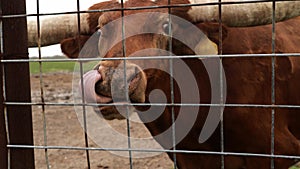 Texas Longhorn beef cattle cow licking her nostrils with her tongue.