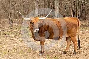 Texas Longhorn beef cattle cow standing broadside in pasture photo