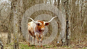 Texas Longhorn beef cow in wooded pasture, chewing the cud, rumination.