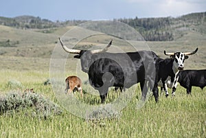 Texas longhorn black male bull steer cattle with long horns in green pasture