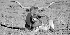 Texas Longhorn photo