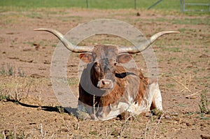 The Texas Longhorn