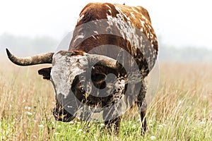 Texas Longhorn Bull