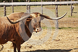 Texas Longhorn Bull