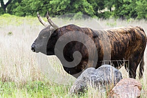 Texas Longhorn Bull