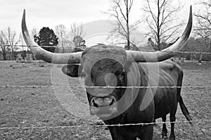 Texas Longhorn Bull img