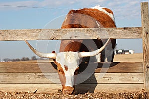 Texas Longhorn Bull