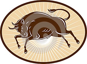 Texas Longhorn Bull attacking