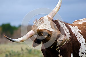 Texas longhorn bull, Driftwood Texas