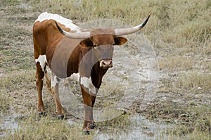 Texas longhorn bull, Driftwood Texas