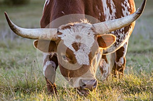 Texas longhorn bull, img