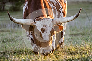 Texas longhorn bull, Driftwood Texas