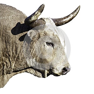 Texas longhorn bull isolated on white background