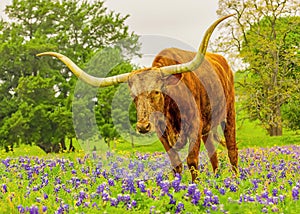 Texas Longhorn Bull poses in Texas pasture filled with bluebonnets