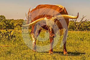 Texas Longhorn Bull poses in Texas ranch pasture