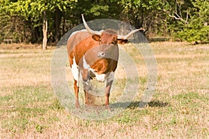 Texas Longhorn Bull Ready To Charge.