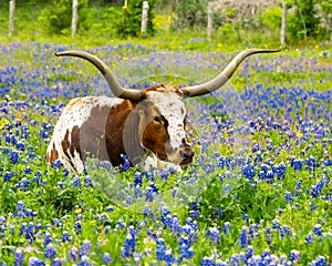 Texas longhorn bull resting in field of spring bluebonnets