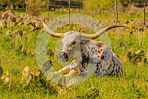 Texas Longhorn Bull rests in pasture during springtime