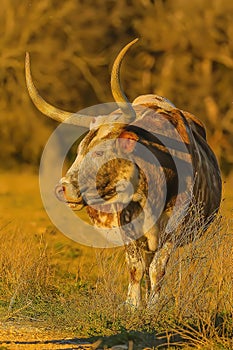 Texas Longhorn Bull standing in pasture at sunset