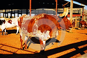 A Texas longhorn bull stands in its pen