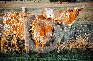 Texas Longhorn Bulls, barbed wire, Texas Hill Country