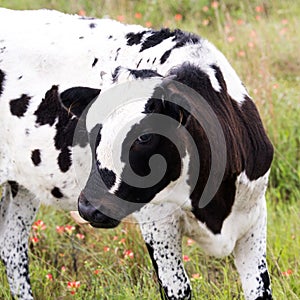 Texas Longhorn Calf