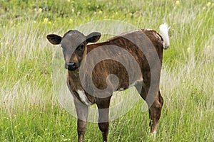 Texas Longhorn Calf