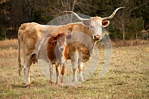 Texas Longhorn and Calf