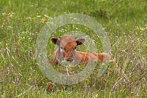 Texas Longhorn Calf Hiding in the Grasses