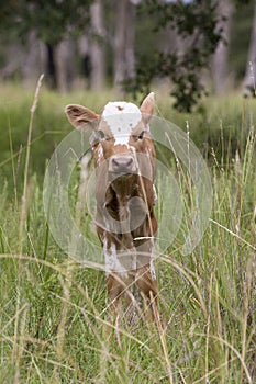 Texas longhorn calf portrait