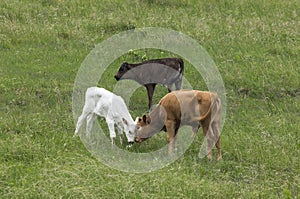 Texas Longhorn Calves