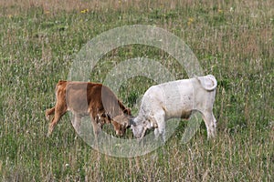 Texas Longhorn Calves