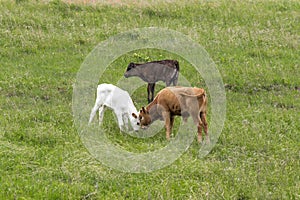 Texas Longhorn Calves