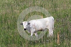 Texas Longhorn Calves