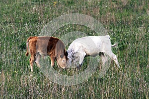 Texas Longhorn Calves