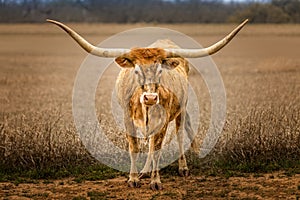 Texas Longhorn cattle standing outdoors besides a field photo