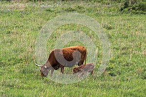 Texas Longhorn Cattle