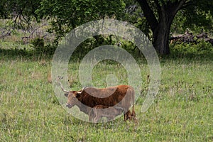 Texas Longhorn Cattle