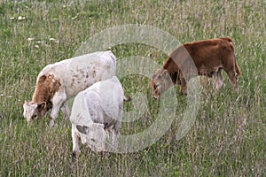 Texas Longhorn Cattle