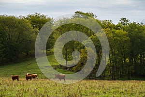 Texas Longhorn Cattle