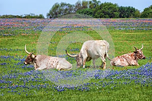 Texas longhorn cattle in bluebonnet pasture