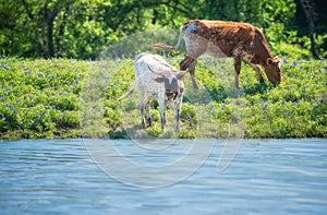 Texas longhorn cattle on bluebonnet pasture in spring