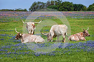 Texas longhorn cattle in bluebonnets