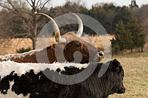 Texas Longhorn Cattle and Calf