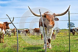 Texas longhorn cattle on spring pasture