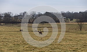 Texas longhorn cattle grazing on a meadow in Rural Pennsylvania