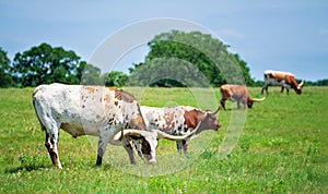 Texas longhorn cattle grazing on the pasture